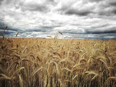 Wheat Fades Off Thursday Strength into the Close
